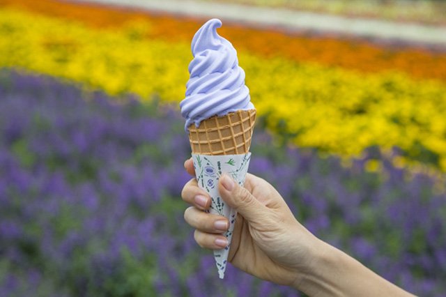 🌸 팜 토미타 이미지 4